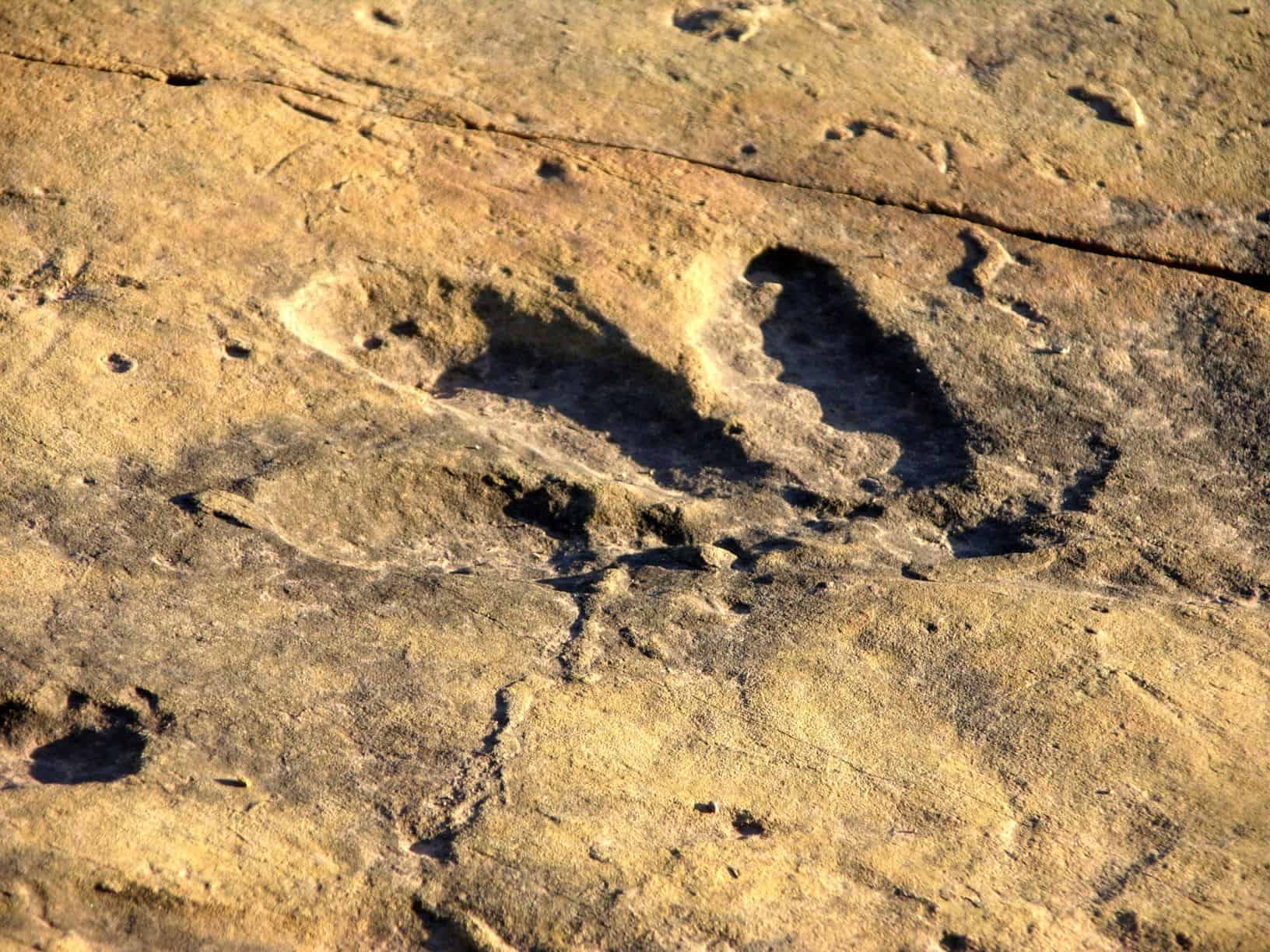След динозавра в горной породе. Койтендаг Туркменистан следы динозавров. Окаменелые следы динозавров в Туркменистане. Гиссарский хребет следы динозавров. Плато динозавров в Туркменистане.